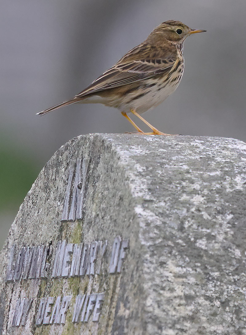 Meadow pipit